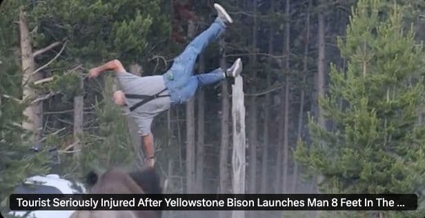 Yellowstone Bison launches elderly camper in the air