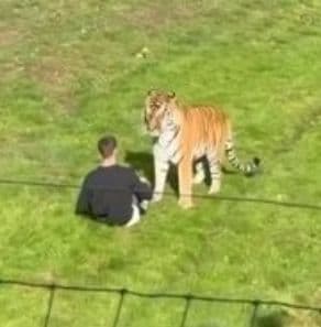 Man seeking selfie mauled to death after jumping into Tiger enclosure